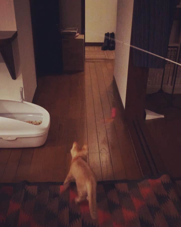 岡田屋鉄蔵のインスタグラム：「ベビーシッターさんに遊んでもらうハムさん。足腰鍛えたって〜」