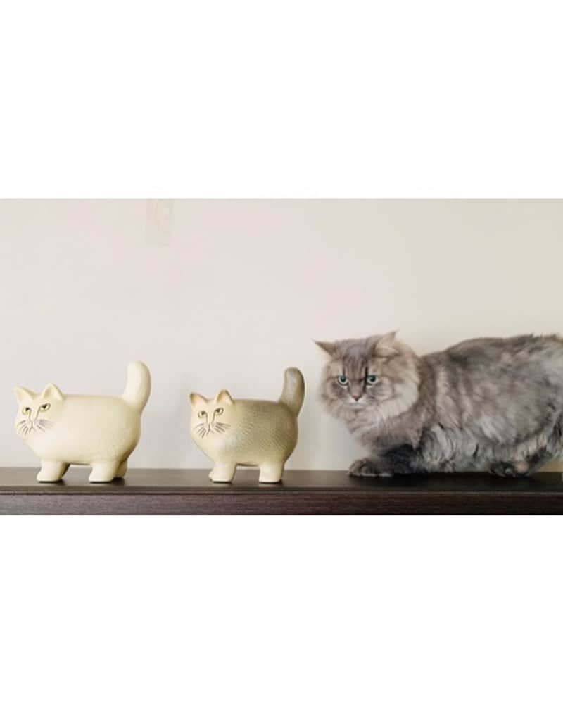 MiawMiawさんのインスタグラム写真 - (MiawMiawInstagram)「＼MiawmMiaw部屋ねこ限定！フォトコンテスト／⁣ 【お部屋の中にいる猫ちゃんのフォト部門】#部屋ねこmiawmiaw2020⁣ コンテスト受賞者　大発表！⁣ ⁣ 「MiawMiaw部屋ねこ限定！フォトコンテスト」に⁣ たくさんのご応募をいただきありがとうございます😻✨⁣ ⁣ 皆さんお待ちかねのコンテスト受賞者の発表を行いますっ📢📢👏👏⁣ ⁣ #部屋ねこmiawmiaw2020 を付けてご投稿いただいた中から⁣ 受賞された9名の方をご紹介いたします！⁣ ⁣ ✨🏆大賞🏆✨⁣  @l.e.h.c.4angelos さま⁣ ⁣ ✨金賞✨⁣  @taro.comusubi さま⁣  @ihmaru_0425 さま⁣  @sissi_fiore さま⁣ ⁣ ✨銀賞✨⁣  @elhon25 さま⁣  @kaila0930 さま⁣  @vivitookoge さま⁣  @momojiro1015 さま⁣  @goma_2020_0424 さま⁣ ⁣ 受賞された9名の皆さま、まことにおめでとうございます🙌🏻🙌🏻🙌🏻⁣ 今回はずれてしまった方も、次回コンテストでもご参加お待ちしておりますっ😸💝⁣ ⁣ 引き続きMiawMiaw(ミャウミャウ)公式Instagramを宜しくお願いいたします。⁣ ⁣ 当アカウントの詳細はプロフィール欄のURLをクリック！⁣ → @miawmiaw_series⁣ ⁣ ⁣ #miawmiaw #ミャウミャウ⁣ #部屋ねこ #おうち時間を楽しむ #フォトコンテスト #コンテスト #プレゼント企画 #プレゼント #プレゼントキャンペーン #キャンペーン開催中 #キャンペーン #ねこのいる生活 #ねこばか #ネコ好き #猫 #ねこ #ネコ #にゃんこ #猫部 #猫のいる暮らし #キャットフード #猫好きさんと繋がりたい #猫好き #にゃんこ部 #にゃんすたぐらむ #ねこすたぐらむ #にゃー #stayhome」8月14日 18時45分 - miawmiaw_series