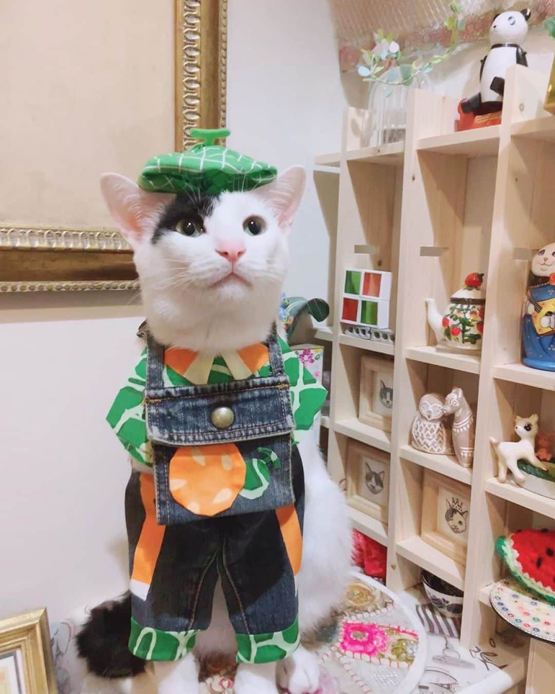 MiawMiawさんのインスタグラム写真 - (MiawMiawInstagram)「＼MiawmMiaw部屋ねこ限定！フォトコンテスト／⁣ 【お部屋の中にいる猫ちゃんのフォト部門】#部屋ねこmiawmiaw2020⁣ コンテスト受賞者　大発表！⁣ ⁣ 「MiawMiaw部屋ねこ限定！フォトコンテスト」に⁣ たくさんのご応募をいただきありがとうございます😻✨⁣ ⁣ 皆さんお待ちかねのコンテスト受賞者の発表を行いますっ📢📢👏👏⁣ ⁣ #部屋ねこmiawmiaw2020 を付けてご投稿いただいた中から⁣ 受賞された9名の方をご紹介いたします！⁣ ⁣ ✨🏆大賞🏆✨⁣  @l.e.h.c.4angelos さま⁣ ⁣ ✨金賞✨⁣  @taro.comusubi さま⁣  @ihmaru_0425 さま⁣  @sissi_fiore さま⁣ ⁣ ✨銀賞✨⁣  @elhon25 さま⁣  @kaila0930 さま⁣  @vivitookoge さま⁣  @momojiro1015 さま⁣  @goma_2020_0424 さま⁣ ⁣ 受賞された9名の皆さま、まことにおめでとうございます🙌🏻🙌🏻🙌🏻⁣ 今回はずれてしまった方も、次回コンテストでもご参加お待ちしておりますっ😸💝⁣ ⁣ 引き続きMiawMiaw(ミャウミャウ)公式Instagramを宜しくお願いいたします。⁣ ⁣ 当アカウントの詳細はプロフィール欄のURLをクリック！⁣ → @miawmiaw_series⁣ ⁣ ⁣ #miawmiaw #ミャウミャウ⁣ #部屋ねこ #おうち時間を楽しむ #フォトコンテスト #コンテスト #プレゼント企画 #プレゼント #プレゼントキャンペーン #キャンペーン開催中 #キャンペーン #ねこのいる生活 #ねこばか #ネコ好き #猫 #ねこ #ネコ #にゃんこ #猫部 #猫のいる暮らし #キャットフード #猫好きさんと繋がりたい #猫好き #にゃんこ部 #にゃんすたぐらむ #ねこすたぐらむ #にゃー #stayhome」8月14日 18時45分 - miawmiaw_series