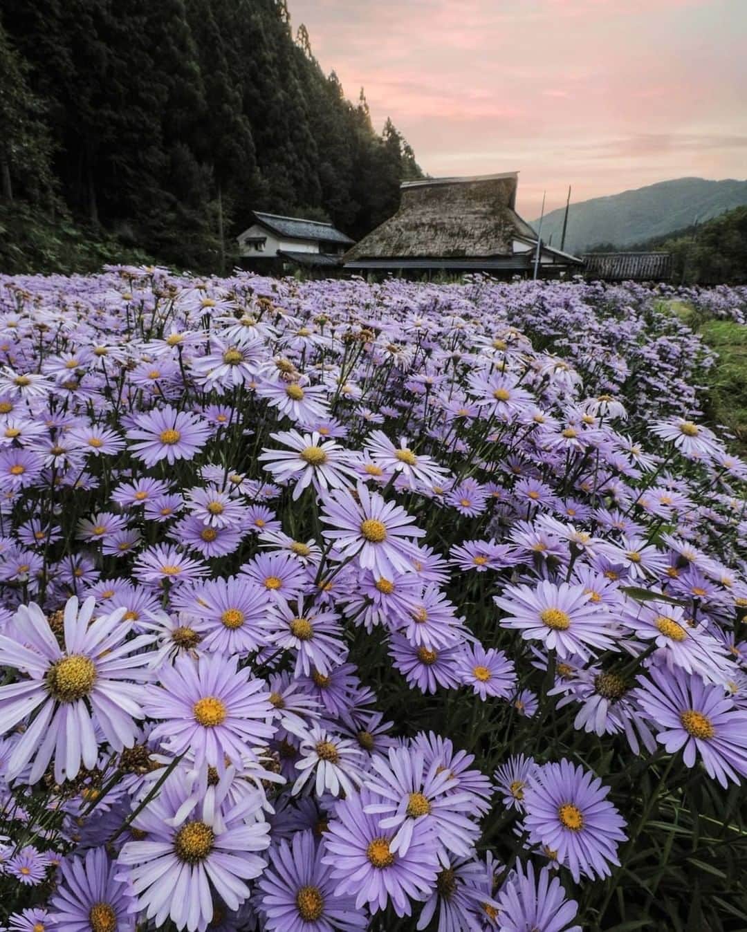 花の写真館のインスタグラム：「Photo by @odekakephoto7.⠀ https://instagram.com/odekakephoto7/⠀ .⠀ Original Post[投稿いただいたURL]⠀ https://www.instagram.com/p/CDZz8vypbhO/⠀ .⠀ 本アカウントは、 #私の花の写真 をつけてInstagramに投稿された皆さまの花の写真や、「花の写真館」Facebookページで投稿された花の写真を紹介します。⠀ 「花の写真館」Facebookページは、「 @floral.photograph 」のプロフィールにあるURLからご覧ください。⠀ .⠀ ※各自、政府、自治体など公的機関の指示に従った行動をお願いします。⠀⠀ 東京カメラ部および分室では、写真を「見る楽しみ」を提供することを通して、微力ながら皆様にわずかな時間でも癒しをお届けしたいと思っております。⠀ ※本アカウントは東京カメラ部がFacebook、Instagramのサービスを利用して運営しているもので、Facebook社・Instagramとは一切関係ありません。⠀ .⠀ #花の写真館 #floralphotograph #floralphoto #flower #flowers⠀ Follow: @floral.photograph」