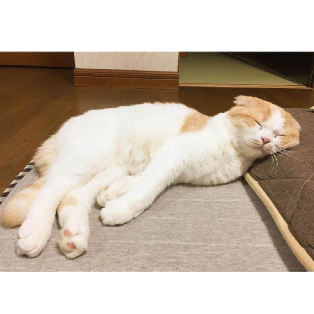 MiawMiawのインスタグラム：「＼MiawmMiaw部屋ねこ限定！フォトコンテスト／⁣ 【ねこちゃんのリラックスフォト部門】#リラックスmiawmiaw2020夏 ⁣ コンテスト受賞者　大発表！⁣ ⁣ 「MiawMiaw部屋ねこ限定！フォトコンテスト」に⁣ たくさんのご応募をいただきありがとうございます😻✨⁣ ⁣ 皆さんお待ちかねのコンテスト受賞者の発表を行いますっ📢📢👏👏⁣ ⁣ #リラックスmiawmiaw2020夏 を付けてご投稿いただいた中から⁣ 受賞された9名の方をご紹介いたします！⁣ ⁣ ✨🏆大賞🏆✨⁣  @melon_japan_1205 さま⁣ ⁣ ✨金賞✨⁣  @chikuwatoissho331 さま⁣  @hotate131_sco さま⁣  @merusorami さま⁣ ⁣ ✨銀賞✨⁣  @an.walnut さま⁣  @miru_ragdoll_0329 さま⁣  @oga_ayu10さま⁣  @chiko.sari222 さま⁣  @tamaneko0507 さま⁣ ⁣ 受賞された9名の皆さま、まことにおめでとうございます🙌🏻🙌🏻🙌🏻⁣ 今回はずれてしまった方も、次回コンテストでもご参加お待ちしておりますっ😸💝⁣ ⁣ 引き続きMiawMiaw(ミャウミャウ)公式Instagramを宜しくお願いいたします。⁣ ⁣ 当アカウントの詳細はプロフィール欄のURLをクリック！⁣ → @miawmiaw_series⁣ ⁣ ⁣ #miawmiaw #ミャウミャウ⁣ #部屋ねこ #おうち時間を楽しむ #フォトコンテスト #コンテスト #プレゼント企画 #プレゼント #プレゼントキャンペーン #キャンペーン開催中 #キャンペーン #ねこのいる生活 #ねこばか #ネコ好き #猫 #ねこ #ネコ #にゃんこ #猫部 #猫のいる暮らし #キャットフード #猫好きさんと繋がりたい #猫好き #にゃんこ部 #にゃんすたぐらむ #ねこすたぐらむ #にゃー #stayhome」