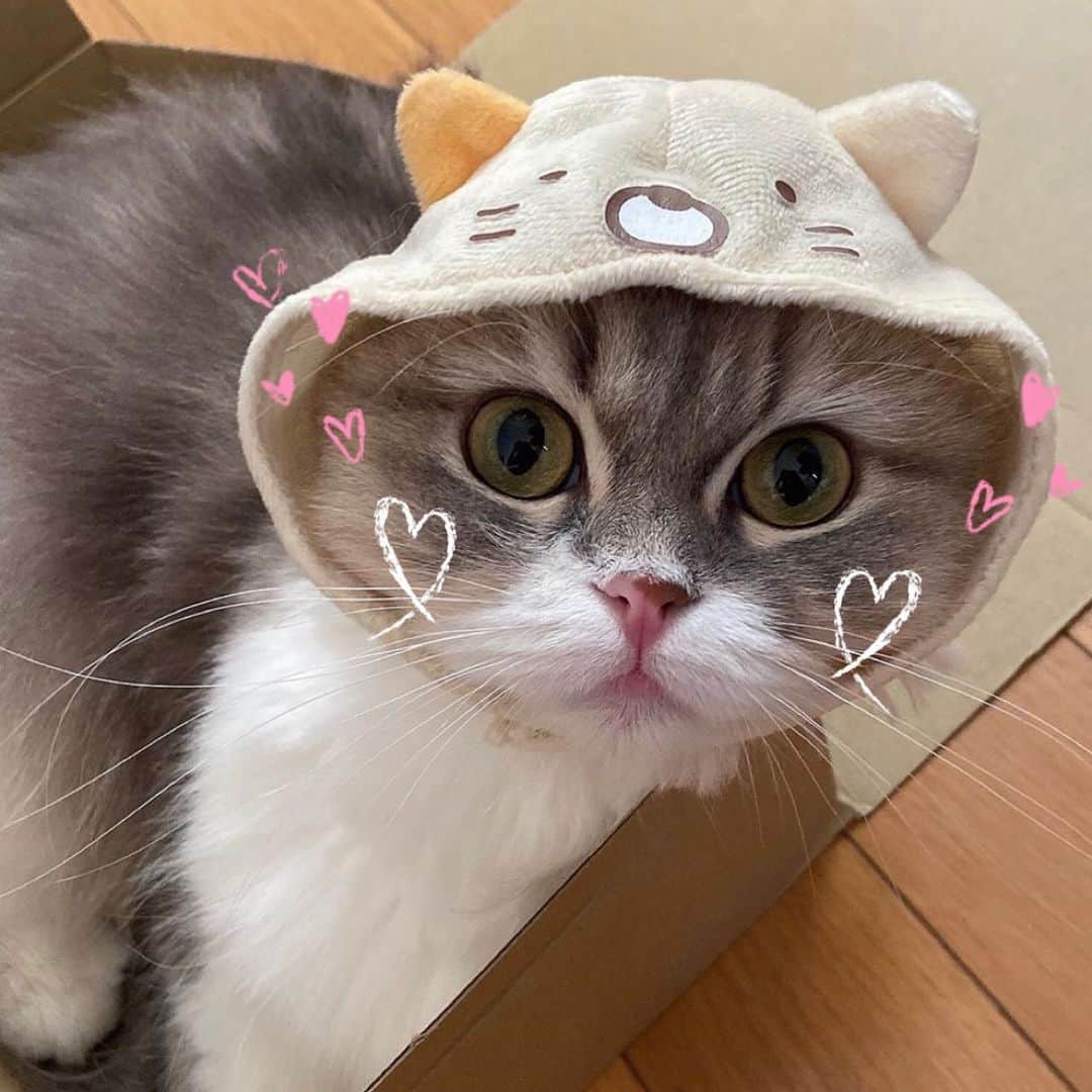 「SNOW」顔認識カメラアプリさんのインスタグラム写真 - (「SNOW」顔認識カメラアプリInstagram)「【かわいい猫ちゃんに癒されて🥰】﻿ ﻿ 豊富な猫認識スタンプが可愛すぎる〜☺️🤍✨﻿ お気に入りのスタンプを探してみてね🐱﻿ ﻿ #猫認識 #にゃんこ盛り #猫snow #おうちsnow﻿ #ねこすたぐらむ #猫 #猫のいる暮らし #猫との暮らし #ねこのいる生活 #ねこのきもち #ネコスタグラム #ねこあつめ」8月14日 19時55分 - snow_japan