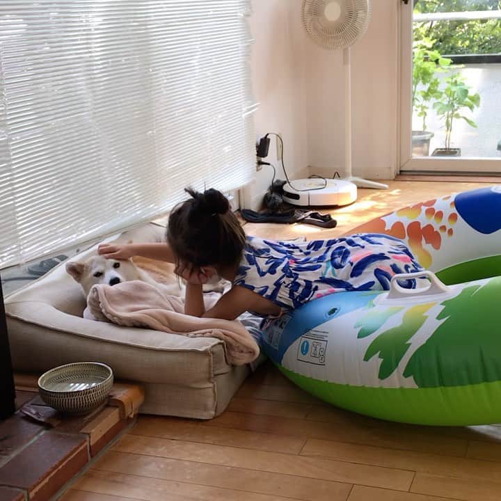 柴犬リリコのインスタグラム：「あまりの日差し☀️に昼の海遊び🏖は危険と判断🥵、3日連続でプールで特訓🏊🏻‍♀️🏊🏻‍♀️🏊🏻‍♀️してきたKちゃまです🧒🏻  #お母さん短期水泳教室 #スパルタ #元気有り余る4歳児」