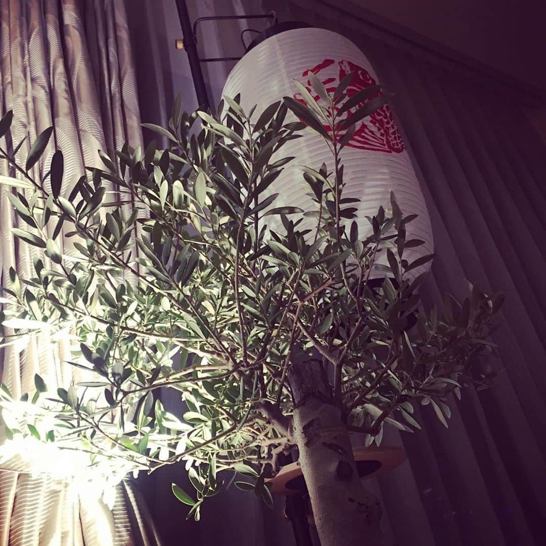 宮田麺児さんのインスタグラム写真 - (宮田麺児Instagram)「造っていただいた。提灯。  #提灯 #オリーブの木 #盆栽 #インテリア #照明」8月14日 20時07分 - miyatamenji