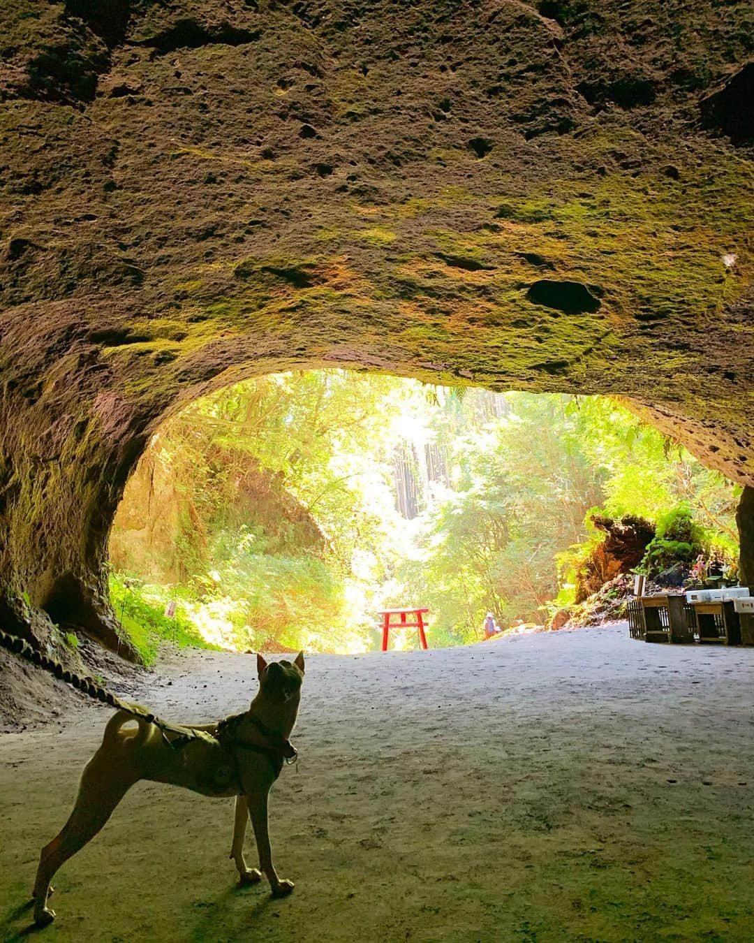 柴犬ハル&保護犬すずさんのインスタグラム写真 - (柴犬ハル&保護犬すずInstagram)「⛰ . 『おかーしゃーんー！！ なにこのパワースポット感🤭』 . #溝ノ口洞穴  #とてつもなく涼しくヒンヤリしてた #お芋とジャーキー貰えるようにお参りしたよ #ここは鹿児島の曽於市っていう場所だよー . #柴犬#柴#kagoshima#dog#puppy#shibainu#shibastagram#いぬバカ部#family#鹿児島#赤柴#雑種#天文館#日本犬#保護犬を家族に#保護犬#元保護犬#曽於市#dogs#Kagoshima#動物#パワースポット#神様#自然」8月14日 20時16分 - haruharu040777