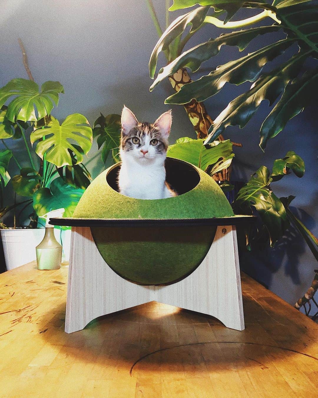 juntowaのインスタグラム：「我が家にもどらやき届きましたー！#キャットハウスどらやき#お洒落UFO」