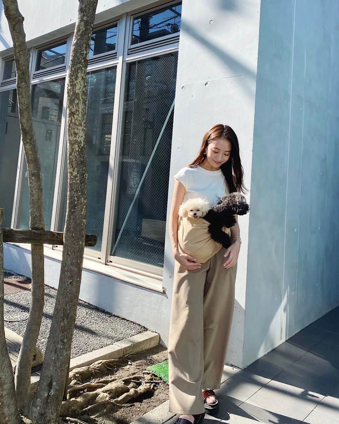 大野真昂のインスタグラム：「☺︎ ・ 抱っこ紐でお出かけ💭🥱 ・ これ落ち着くみたいで喜んで入ってくる😂💕 家の中でも入りたがるの可愛い、、 ・ #愛犬 #ペット #トイプードル #タイニープードル #ティーカッププードル #ブラックプードル #アプリコットプードル #抱っこ紐」