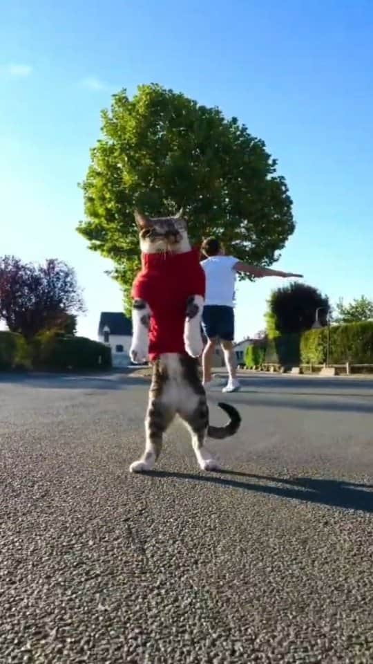 Pleasant Catsのインスタグラム：「Jean le chat c'est l'un des meilleurs TikTokeur 😂🐈  From matdeuh - on tiktok  • • • • #pleasantcats #cat #cats #kitten #kittens #kitty #gato #neko #meow #cute #fluffy #adorable #pet #pets #animal #animals #instacat #instapet #catsofinstagram #petsofinstagram #catstagram #petstagram #ilovemycat #weeklyfluff #catoftheday #catlover #adoptdontshop  #고양이 #ねこ  #猫」