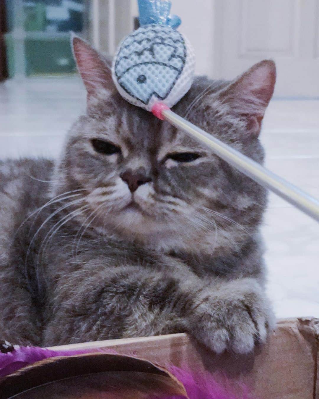 Pancakeのインスタグラム：「Tit for tat. A fish for a cat. 🐟 #cats #sgcats #munchkincatsofinstagram #munchkincat #sgpets #マンチカン #ねこ　#猫 #まんちかん短足 #まんちかん #catsofinstagram #instagramcats #cats_of_instagram」