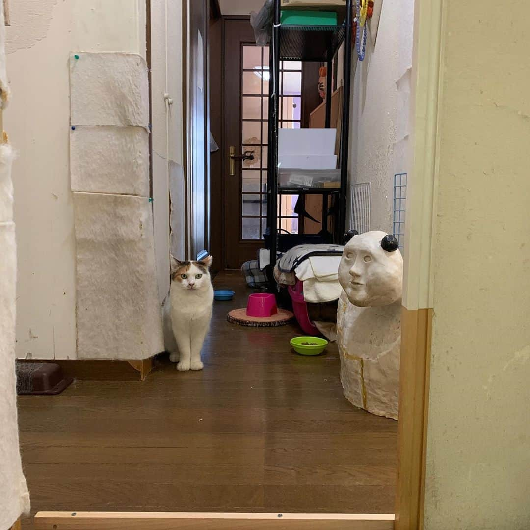 Kachimo Yoshimatsuさんのインスタグラム写真 - (Kachimo YoshimatsuInstagram)「ミケ子のスペース(廊下) Mikeko’s Space #うちの猫ら #mikeko #oinari #猫 #ねこ #cat #ネコ #catstagram #ネコ部 http://kachimo.exblog.jp」8月14日 20時44分 - kachimo