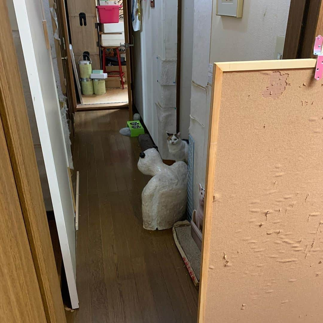 Kachimo Yoshimatsuさんのインスタグラム写真 - (Kachimo YoshimatsuInstagram)「ミケ子のスペース(廊下) Mikeko’s Space #うちの猫ら #mikeko #oinari #猫 #ねこ #cat #ネコ #catstagram #ネコ部 http://kachimo.exblog.jp」8月14日 20時44分 - kachimo