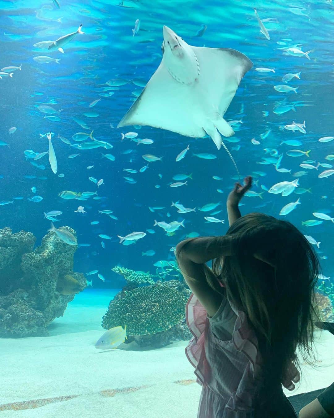 坂本美雨さんのインスタグラム写真 - (坂本美雨Instagram)「野崎くん @damienzombie とめぐったサンシャイン水族館。 さりげなく、いろんなことを教えてくれる。  母娘でハマっている「モアナと伝説の海」に出てくるおばあちゃんのエイに会いたくて。  いいなぁエイは。 いつまででも見つめちゃう。 裏がわ、ちょっとへんなとこもいい。 . 先日の #今日のなまこちゃん #野崎くん」8月14日 21時01分 - miu_sakamoto