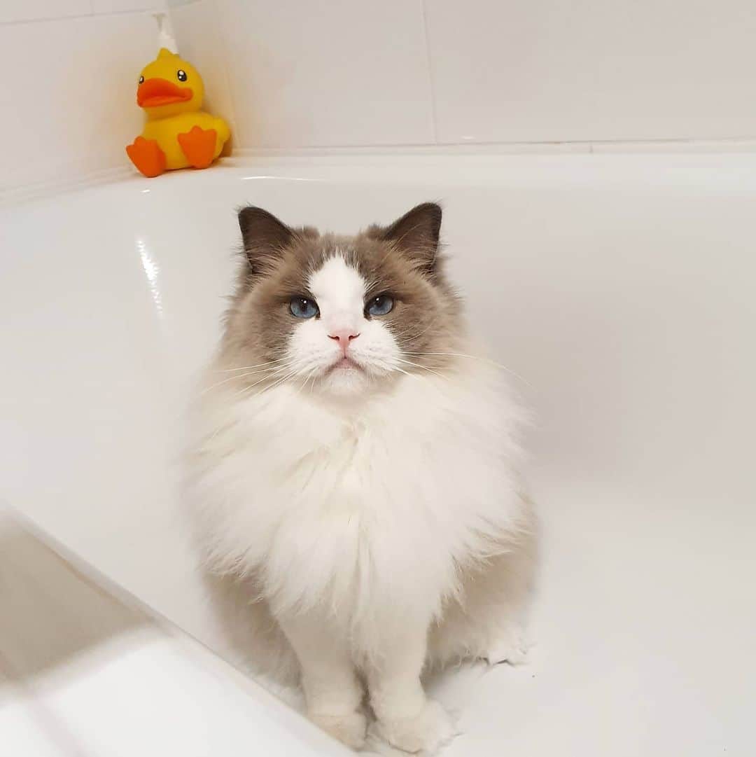 Princess Auroraさんのインスタグラム写真 - (Princess AuroraInstagram)「Politely asking for some water from the tap 😻  Have a lovely weekend everyone! ❤」8月14日 21時17分 - aurorapurr