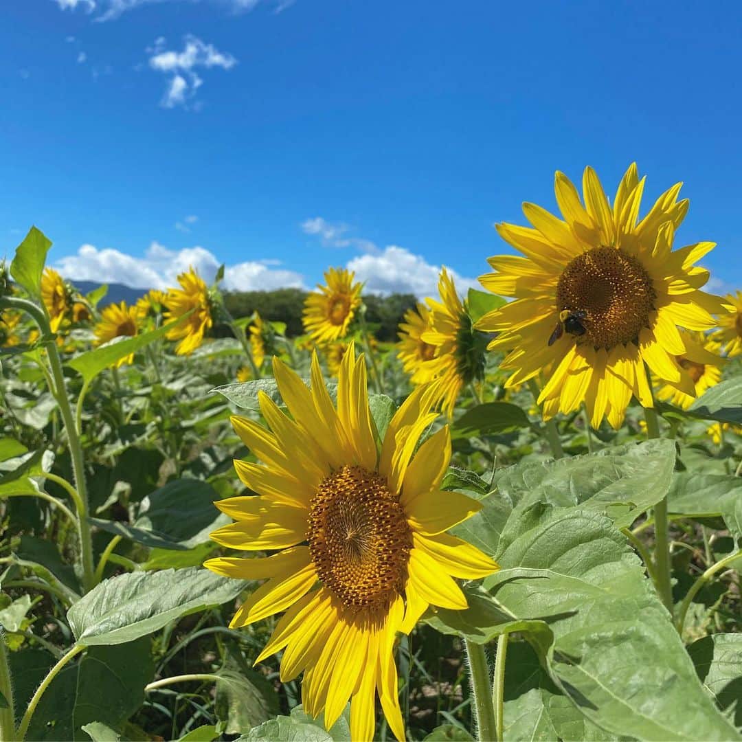 下川琴戸音のインスタグラム：「・ ・ よく見たら🐝が止まってる かわいい笑 ・ ・ ・ #ひまわり畑 #向日葵 #ひまわり #大阪 #お花 #himawari #flowers #photography #photo #osaka #instagood #instalike #instapic #likeforlikes #🌻」