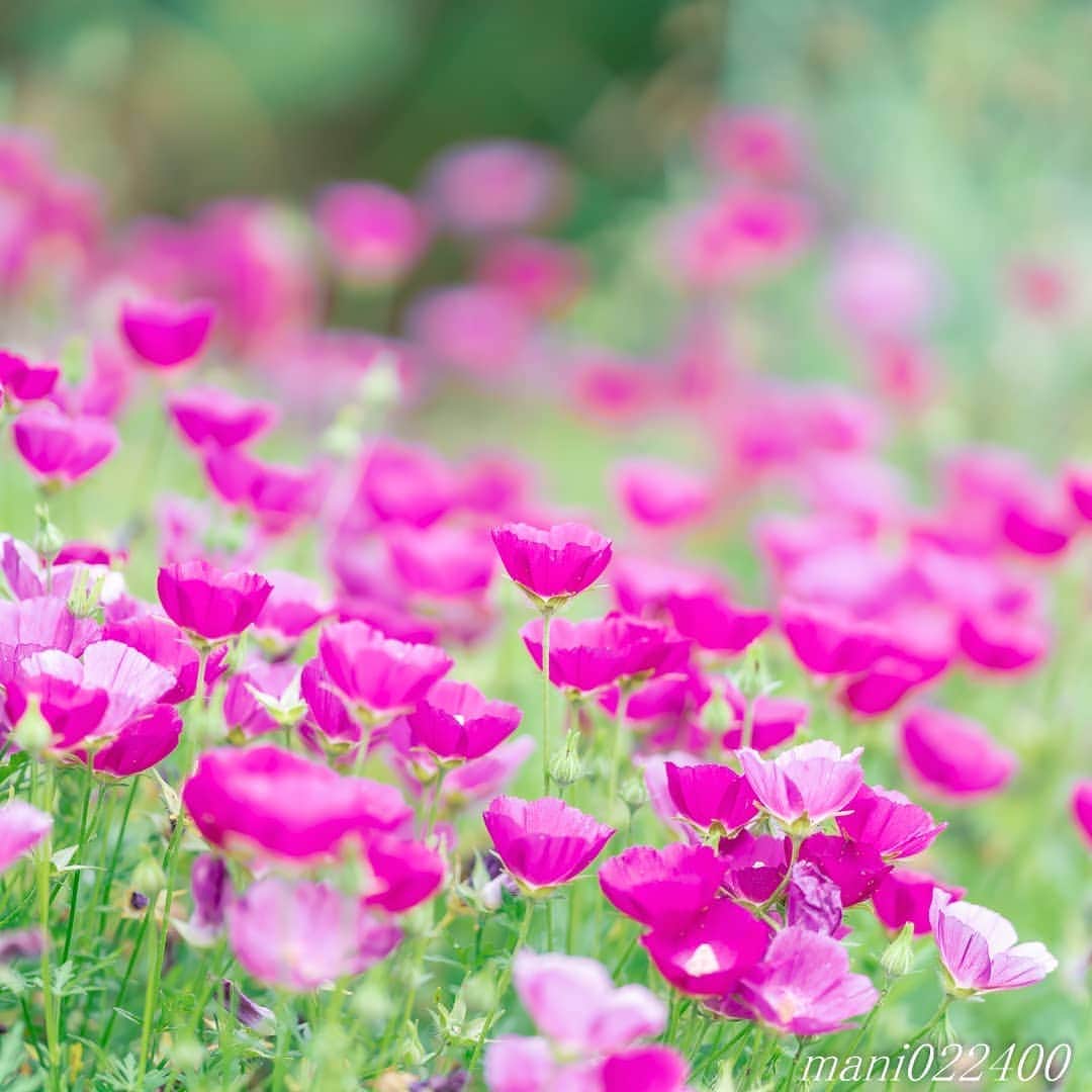 mani022400のインスタグラム：「. 14 Aug. 2020 . . こんばんはー🌸🌺🌹✨ お買い物した後にお外で夕食 久々にお外に出れてストレス発散😆 お写真は京成バラ園 @keiseirosegarden  . . location:Tokyo camera:a7r3 lens:Sony135GM . . .  🌺🌺🌺🌷🌷🌷🌹🌹🌹🌸🌸🌸 ご訪問ありがとうございます🙇 . お花以外の写真は サブアカウントにポストしています。 良かったら、覗いてください🙇🙇 ⬇️⬇️⬇️ @mani0224000   . 🌺🌺🌺🌷🌷🌷🌹🌹🌹🌸🌸🌸 . . . . . 🔷🔷🔷🔷🔷🔷🔷🔷🔷 thanks_dear_yui  discoverwithalpha ﻿ japan_ilc﻿  a7rm3 ﻿ sel135f18gm  sel55f18z  #カメラ好きな人と繋がりたい  #flower  #花 #flowers   #写真好きな人と繋がりたい love_bestjapan  serahana #ファインダー越しの私の世界    #花のある暮らし  #bns_lite #eclecticshow #explore_floral . #9vaga9  9Vaga_Rose9  9vaga_3flowers9  #floristsandflowers #ip_for_blossoms_vip  #fabulous_shots ig_flowers #ponyfony_flowers #meiko_flora_member meiko_roses  #myheartinshots #la_flowers #rainbow_petals #top_favourite_flowers  #quintaflower #inspiring_shot #phx_flowers dreaming_in_macro #j_flower_shots flower_special_legend　nature_special_legend  #ind_flowers #tv_flowers　　 #best_mmf_vipday  #best_beauty_flora_  9vaga_flowersart9 #ptk_flowers #fleur_noblesse_m  .」