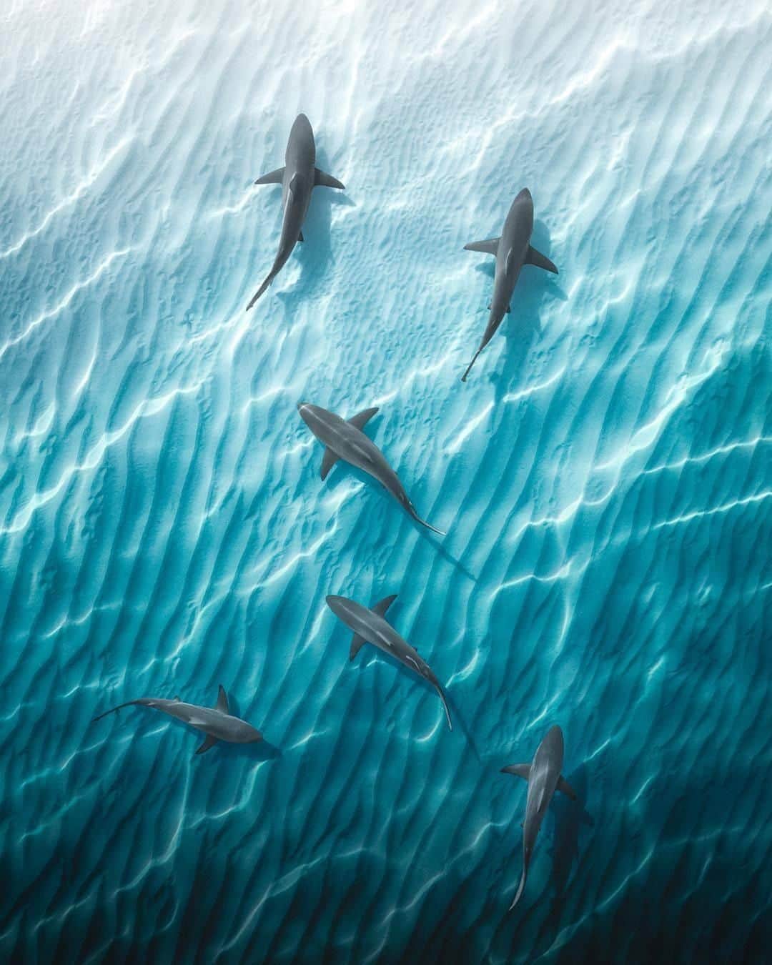 Discoveryさんのインスタグラム写真 - (DiscoveryInstagram)「"Bronze whalers cruising the crystal waters of Western Australia."  Keep swimming tonight on #SharkWeek  Caption + Photo: Phil de Glanville (@phlyimages)」8月14日 21時25分 - discovery
