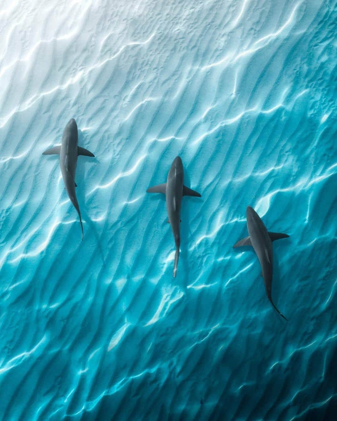 Discoveryさんのインスタグラム写真 - (DiscoveryInstagram)「"Bronze whalers cruising the crystal waters of Western Australia."  Keep swimming tonight on #SharkWeek  Caption + Photo: Phil de Glanville (@phlyimages)」8月14日 21時25分 - discovery