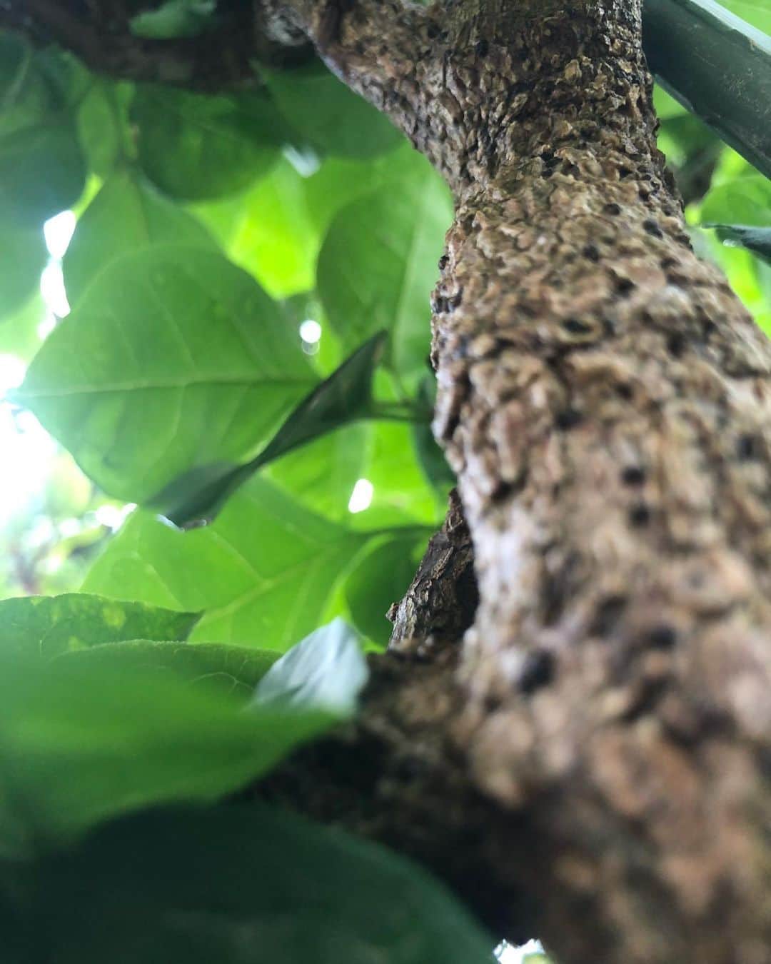 中野みやびのインスタグラム：「小人の気分  #アリエッティ #小人 #木 #green #自然 #tree #葉っぱ #日差し #お洒落 #picture #家 #虫 #shotoniphone #お気に入り #写真 #wawawa #みやび」