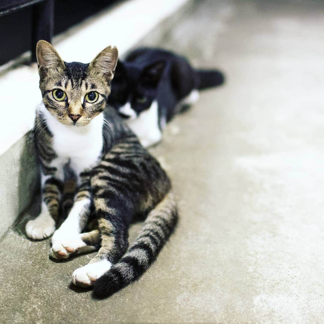 吉村美樹さんのインスタグラム写真 - (吉村美樹Instagram)「最近、毎晩のように玄関先に来ている猫🐈かわいいなぁ。 #猫 #猫の恩返し #かわいい #ねこすたぐらむ #cat #cats #🐈 #🐾」8月14日 21時36分 - yoshimuramiki0911