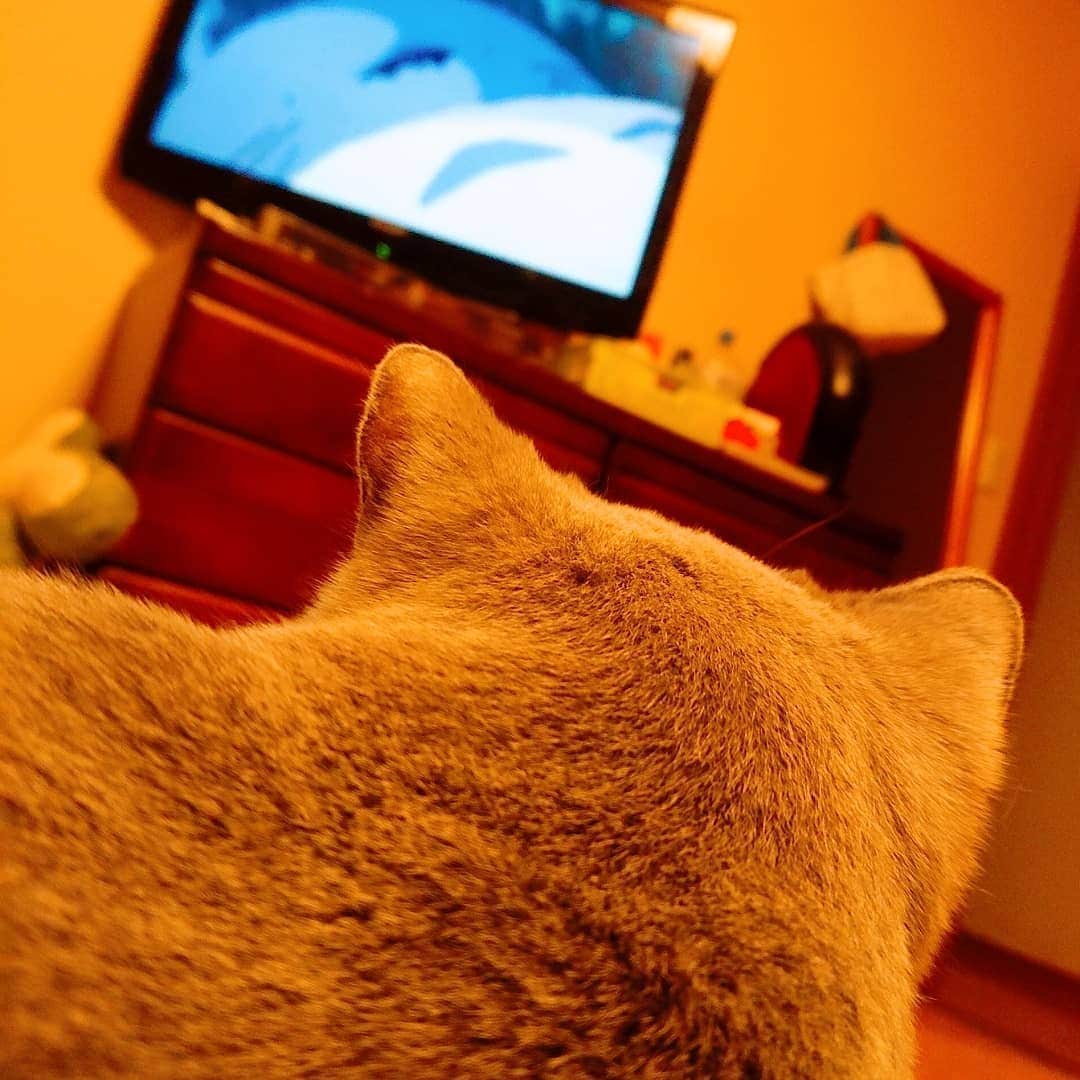 KAORUさんのインスタグラム写真 - (KAORUInstagram)「トトロ視聴中  #Marvelouspro #ブリティッシュショートヘア  #諭吉 #となりのトトロ」8月14日 21時42分 - yukisaku_88