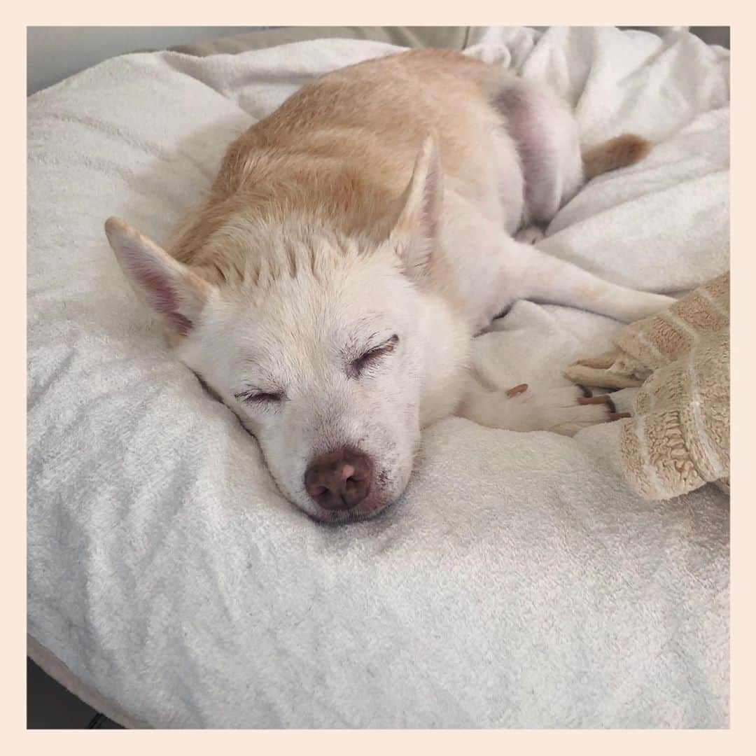 パンといっぴきのインスタグラム：「#元保護犬 #雑種犬 #crossbreed #mixdog #sleepingdog #眠る犬　#キップル14歳」