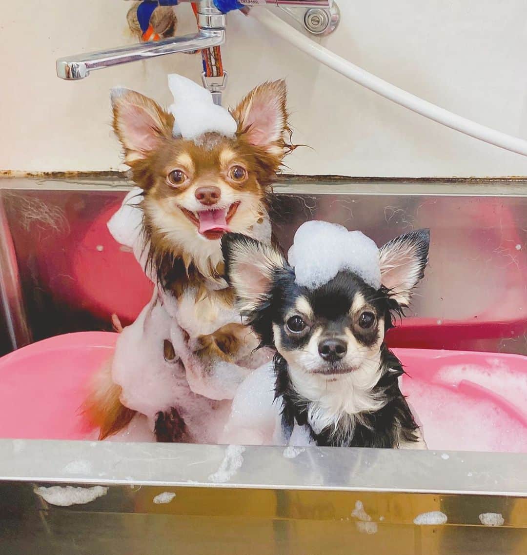 のインスタグラム：「・ ・ ・ 今日はショコラとロシェの シャンプーしてもらったよ🐶💗 ・ 2人とも泡のせてて可愛すぎる〜🤤 ・ ・ ・ #ショコラ #ロシェ #チワワ #可愛すぎる #あわあわ」