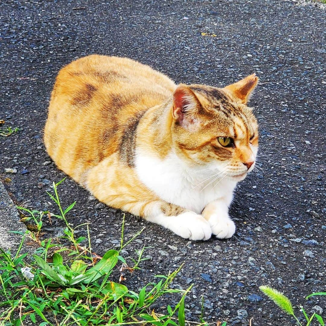 加藤ツバキさんのインスタグラム写真 - (加藤ツバキInstagram)「N E K O K A W A I I ！！🐱   #早朝猫 #散歩 #ねこかわいい #いぬもかわいい #だいたいなんでもかわいい」8月15日 9時45分 - katotsuba_desu