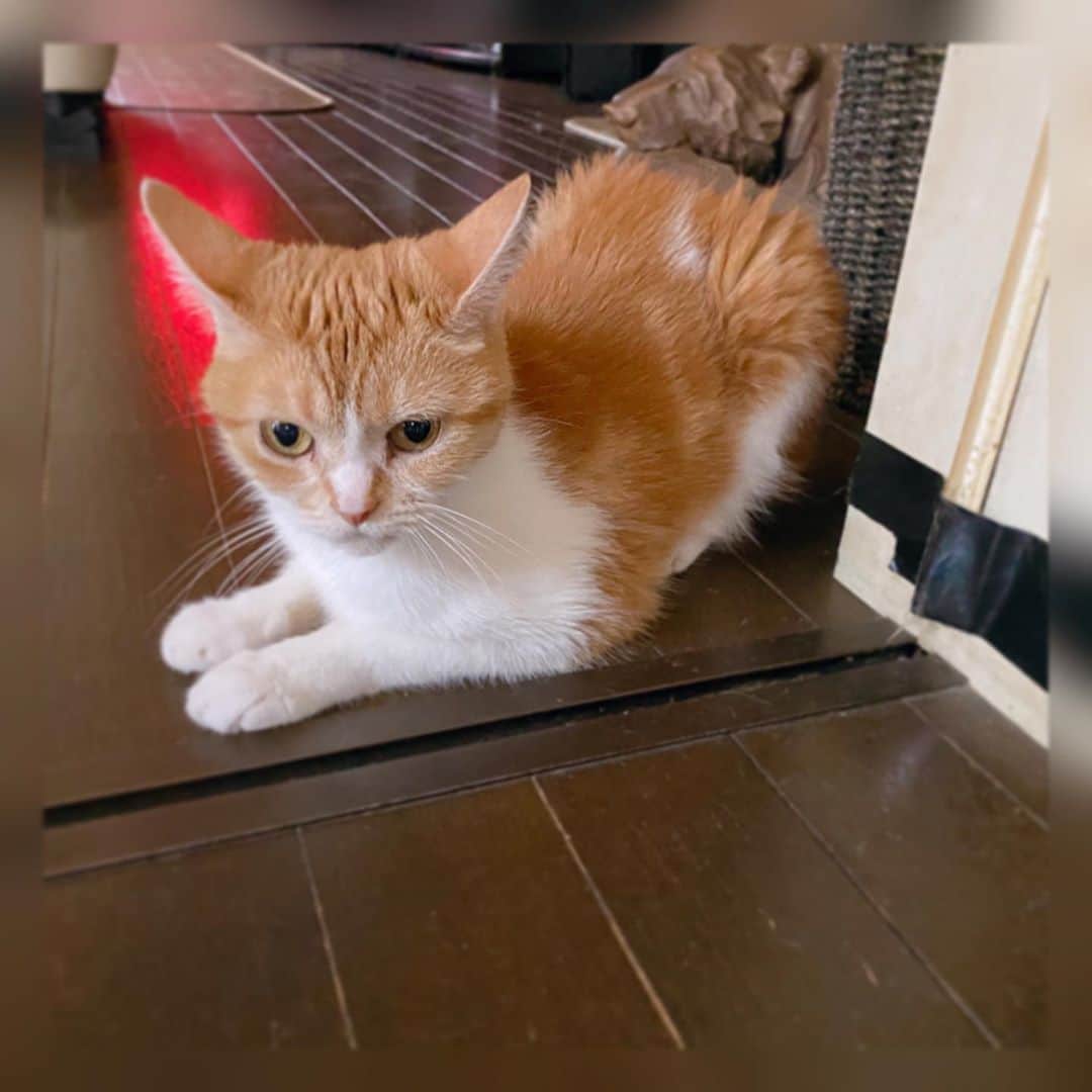 根岸愛のインスタグラム：「🐈🐈🐈 警戒して耳も毛も 逆立つコレットさん🐈💕 #cat #scottishfold #cute #猫 #スコティッシュ #スコティッシュフォールド #立ち耳スコ #コレット」