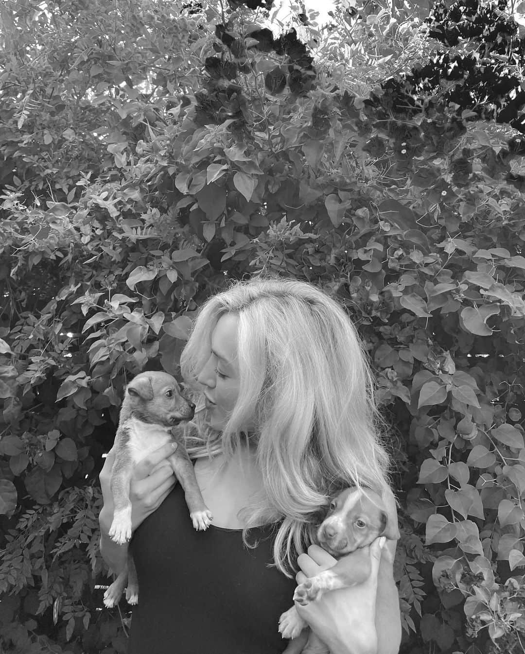 ペイトン・リストのインスタグラム：「“these are the puppies of Harlow who was found on the streets of Tijuana... with maggots in her eye, emaciated, and pregnant... She lost  her eye through what vets describe as blunt face trauma to the side of her head...Locals called her “too ugly to be worth rescuing...”- @2leggedmaia   Luckily @bellavitarescue found out about her and jumped in to rescue her... @bellavitarescue is an incredible dog rescue I am fostering these puppies and helping find homes for.   We are raising funds for the countless dogs in a situation like Harlows, and if you don’t have the money to donate they are always actively looking for fosters, adopters, or donations in any way.  (what better to keep yourself inside with)」