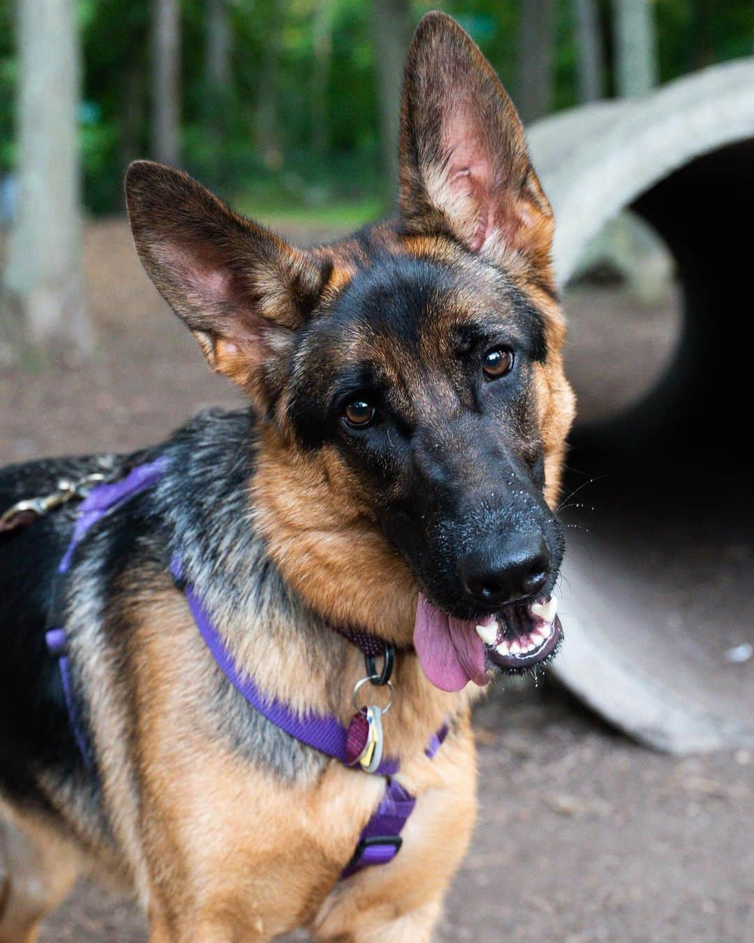 The Dogistさんのインスタグラム写真 - (The DogistInstagram)「Vida, German Shepherd (1 y/o), Randolph Dog Park, Randolph, MA • “She was rescued from a puppy mill when she was seven-months-old. She was scared of everything and now she’s afraid of far fewer things. We’re the first home she got to live in; before, she lived in a cage. When she got too old to be sold they dumped her at a shelter with her litter. They have a short time period for socialization – between 3-5 months for shepherds. They can end up being aggressive in ‘fear of everything’ or ‘attacking everything’. She went the fear route. She doesn’t like eye contact from strangers.” A rescue via @arlnh」8月15日 8時26分 - thedogist