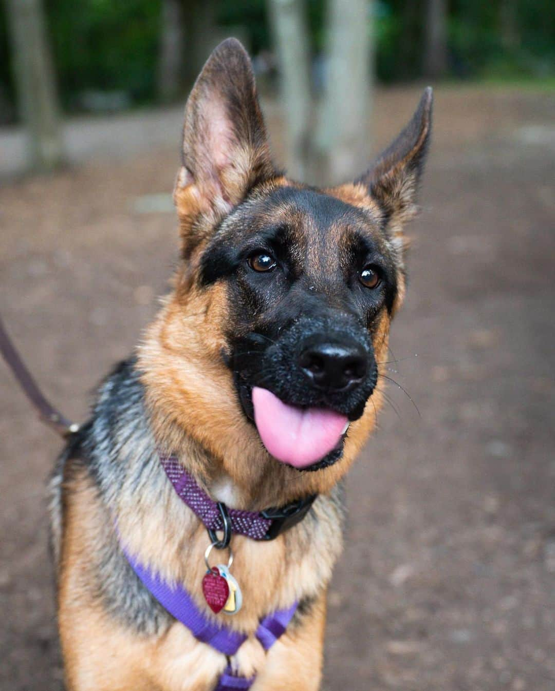 The Dogistさんのインスタグラム写真 - (The DogistInstagram)「Vida, German Shepherd (1 y/o), Randolph Dog Park, Randolph, MA • “She was rescued from a puppy mill when she was seven-months-old. She was scared of everything and now she’s afraid of far fewer things. We’re the first home she got to live in; before, she lived in a cage. When she got too old to be sold they dumped her at a shelter with her litter. They have a short time period for socialization – between 3-5 months for shepherds. They can end up being aggressive in ‘fear of everything’ or ‘attacking everything’. She went the fear route. She doesn’t like eye contact from strangers.” A rescue via @arlnh」8月15日 8時26分 - thedogist