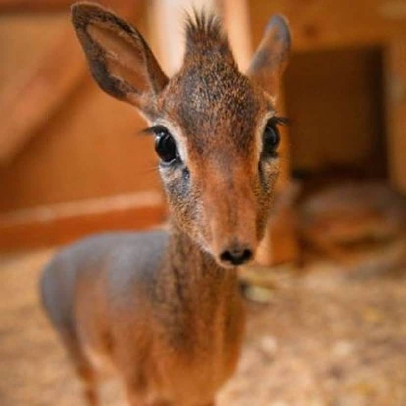 Baby Animalsさんのインスタグラム写真 - (Baby AnimalsInstagram)「This baby antelope’s face is too adorable!」8月15日 8時33分 - thebabyanimals