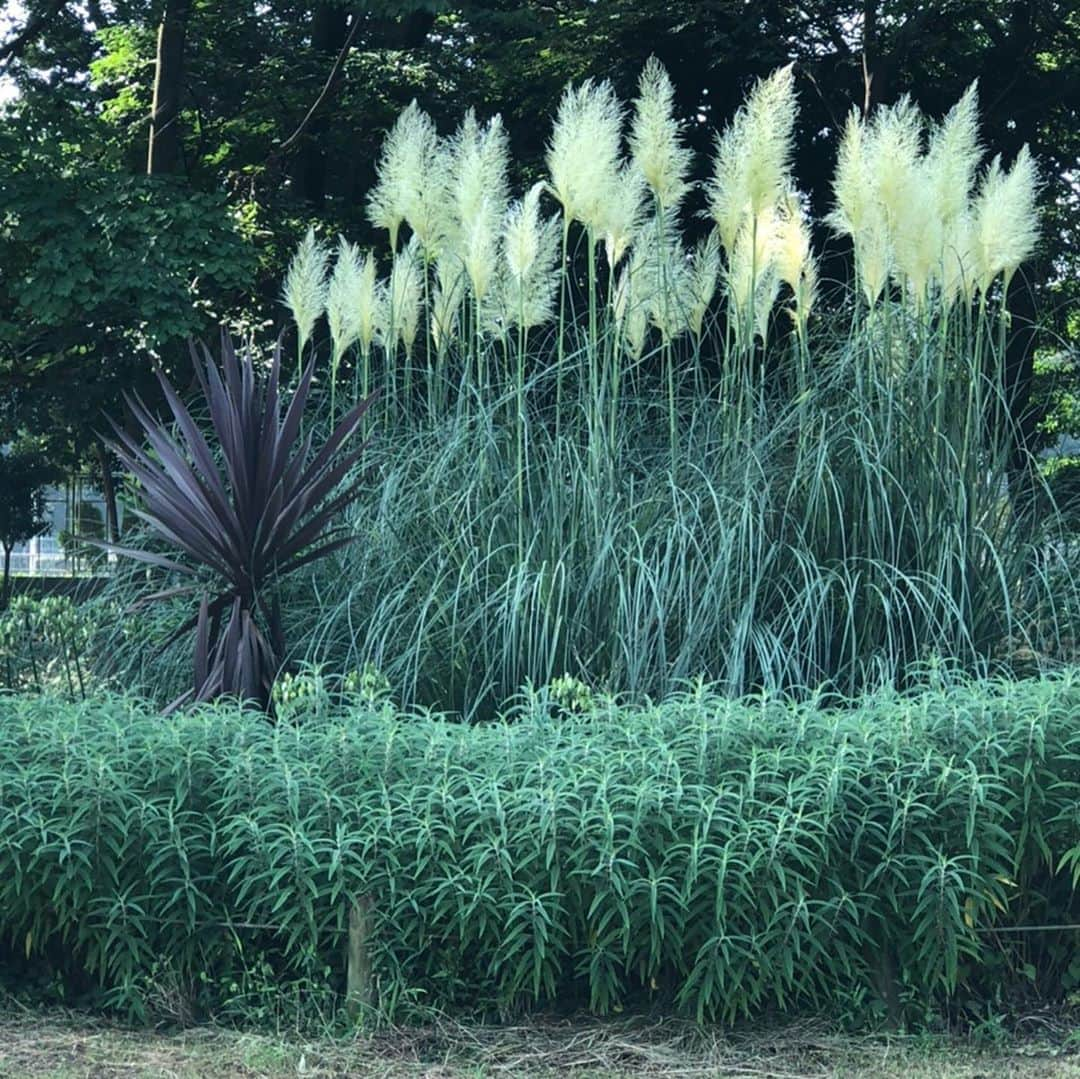 千吉良恵子さんのインスタグラム写真 - (千吉良恵子Instagram)「#駒沢公園のガーデニング #ススキかと思いきや😅💦 #パンパスグラスと言う名前らしい🍀 #素敵　#涼やか #朝散歩🚶‍♀️🚶‍♂️ #今日は6キロ #いつか朝ランに😅💦 #今日も皆様熱中症に気をつけて🍀 #haveaniceday 😊✌️」8月15日 8時45分 - chigirakeiko