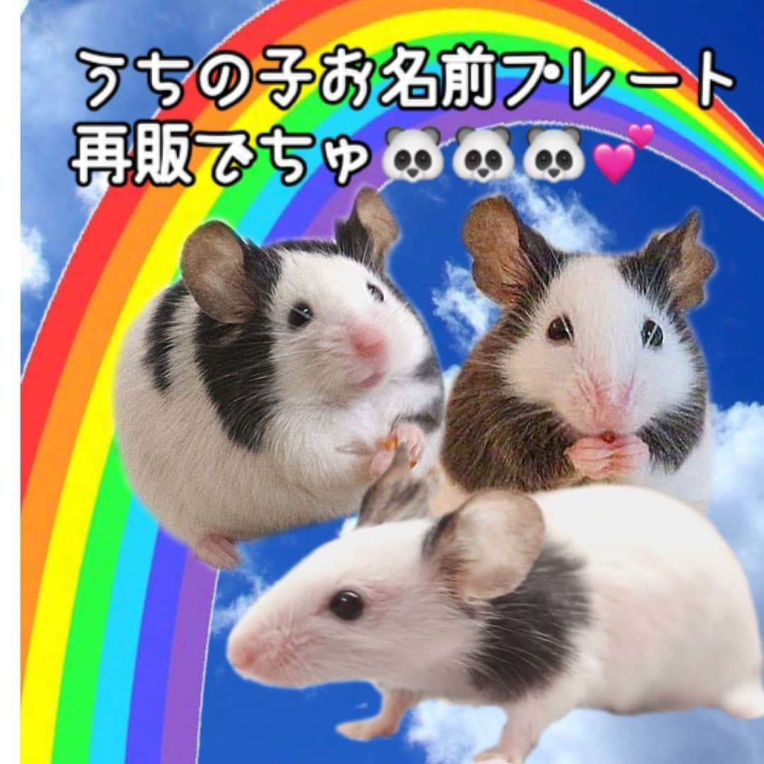 hamster_mocoのインスタグラム