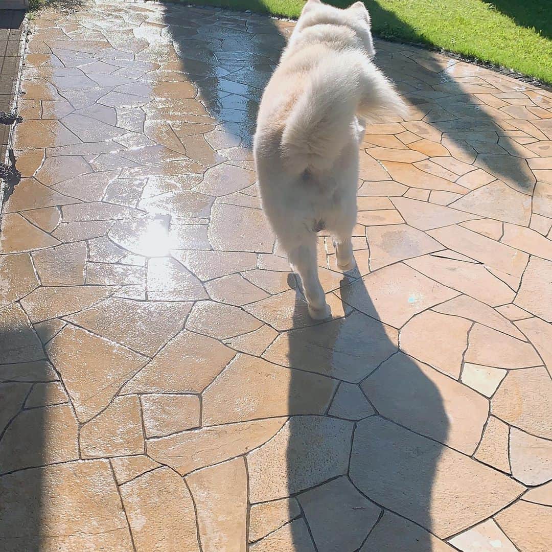 水谷雅子さんのインスタグラム写真 - (水谷雅子Instagram)「おはようございます☀ 朝の散歩から帰って来ました🐕 庭にもしっかりと水やりしています。 #秋田犬#秋田犬マグ#犬 #庭#庭の水やり #akitainu #akitadog #doginstagram  #水谷雅子#水谷雅子beautybook50の私」8月15日 8時52分 - mizutanimasako
