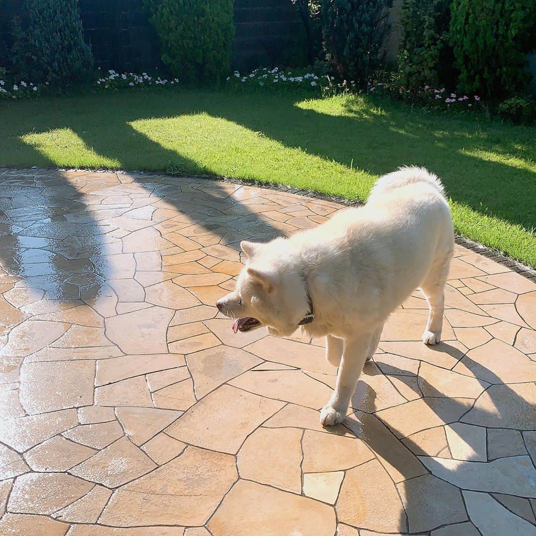 水谷雅子さんのインスタグラム写真 - (水谷雅子Instagram)「おはようございます☀ 朝の散歩から帰って来ました🐕 庭にもしっかりと水やりしています。 #秋田犬#秋田犬マグ#犬 #庭#庭の水やり #akitainu #akitadog #doginstagram  #水谷雅子#水谷雅子beautybook50の私」8月15日 8時52分 - mizutanimasako