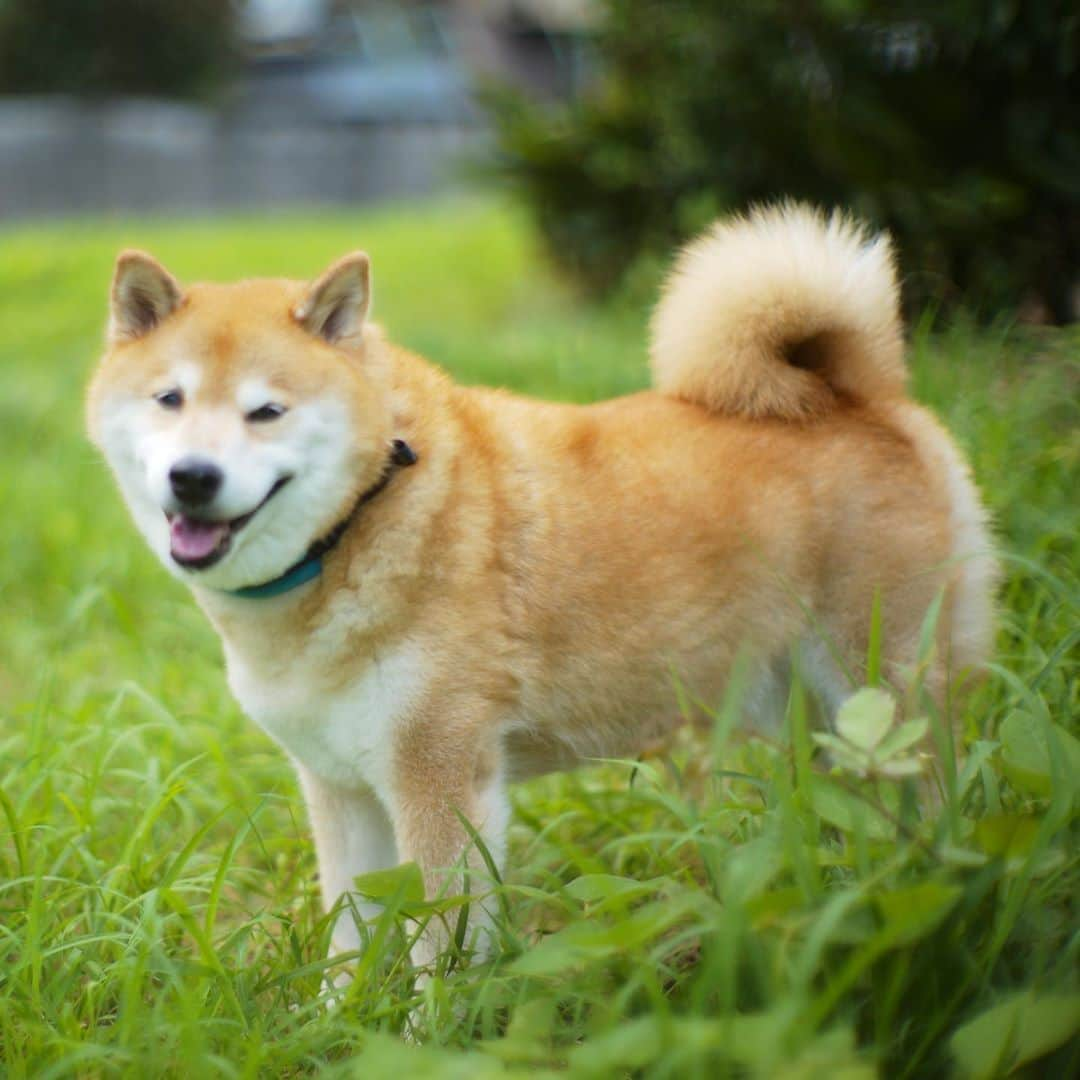 まる（まるたろう）さんのインスタグラム写真 - (まる（まるたろう）Instagram)「Good morning!!✨🐶✨おはまる〜！早起きすると少しは涼しいね〜 #おうち帰ってからご飯食べて #お昼寝するの☺️ #みんな今日はおうちでゴロンしてようね #暇だった絵をトトロでも描いてれば❓」8月15日 8時57分 - marutaro