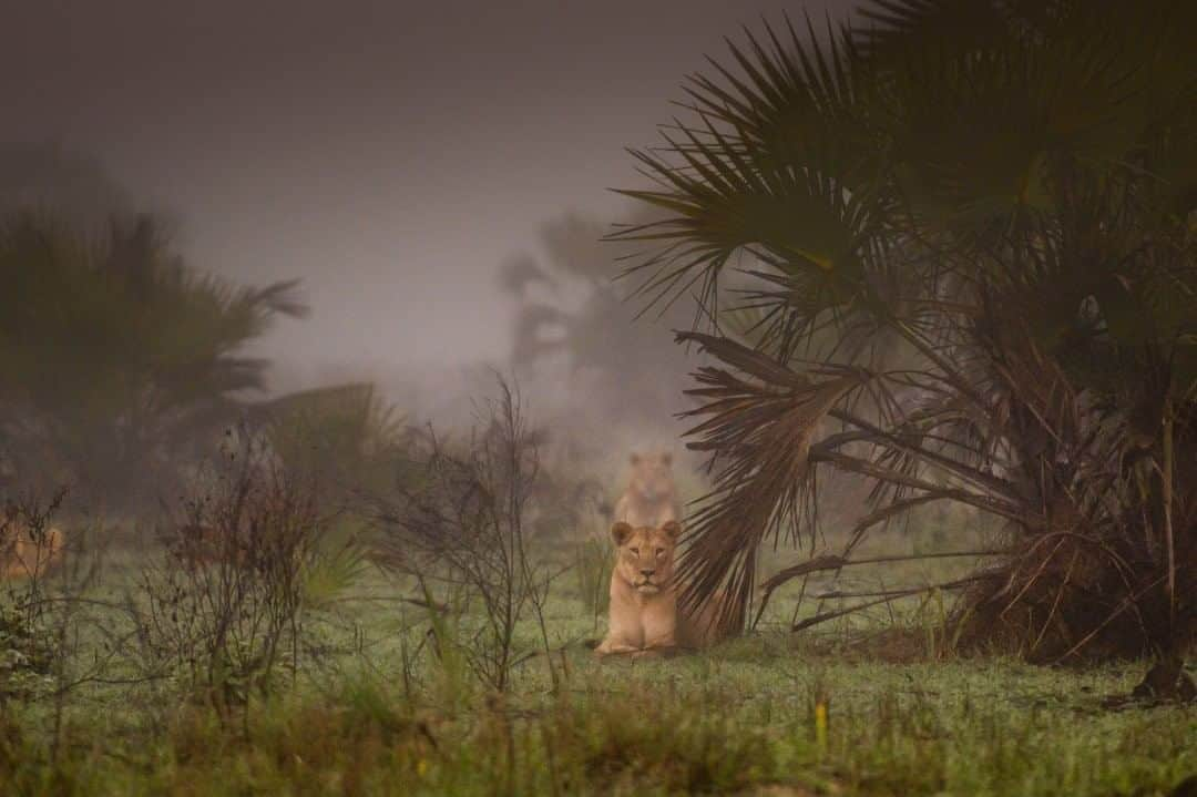 National Geographic Travelさんのインスタグラム写真 - (National Geographic TravelInstagram)「Photo by @amivitale  After years of civil war in Mozambique, lions were all but lost in the Zambezi Delta region. The ambitious introduction of 24 lions from South Africa in 2018 was the largest international translocation ever undertaken. It is estimated that the population could grow to as many as 500 within 15 years, restoring the apex predator to its native lands. Already, more than 35 cubs have been born since the lions’ release. I covered this historic undertaking for @natego. Learn more by following @amivitale and reading "How the world’s largest lion relocation was pulled off" on natgeo.com. @zambezedeltaconservation @thephotosociety #lions #africa #mozambique #conservation」8月15日 9時04分 - natgeotravel