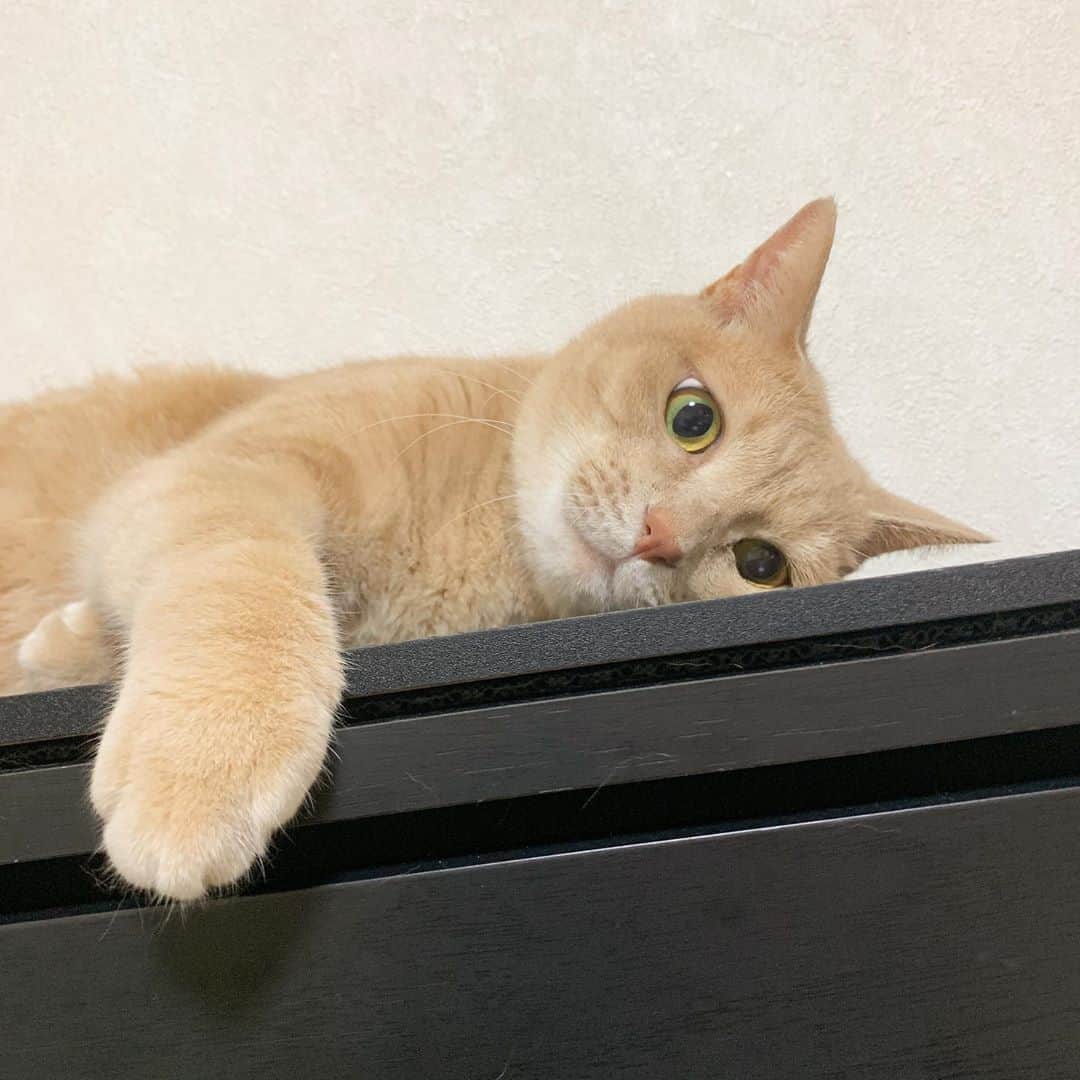 ひのき猫さんのインスタグラム写真 - (ひのき猫Instagram)「おはようございます☀  ・ ・ ・ #ひのき #ひのき猫 #かわいい猫 #猫部 #猫のいる生活 #cat #catstagram #cutecat #にゃんすたぐらむ #猫」8月15日 9時36分 - hinoki.cute.kitten