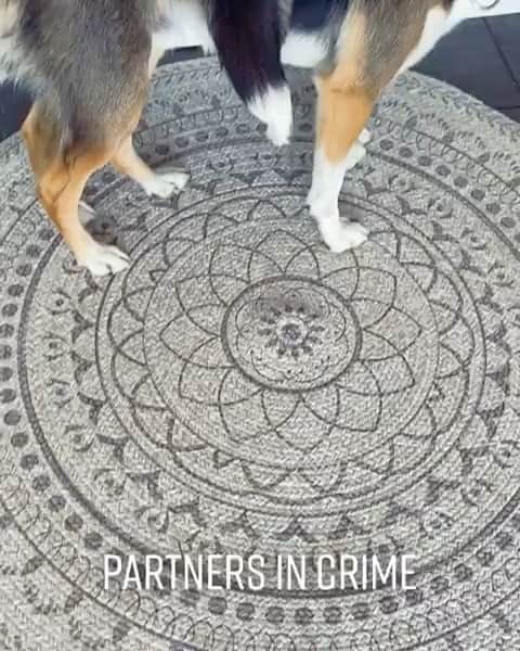 DogsOf Instagramのインスタグラム：「“The Corgi and his partners in crime” writes @funnybubbledogs   #dogsofinstagram」