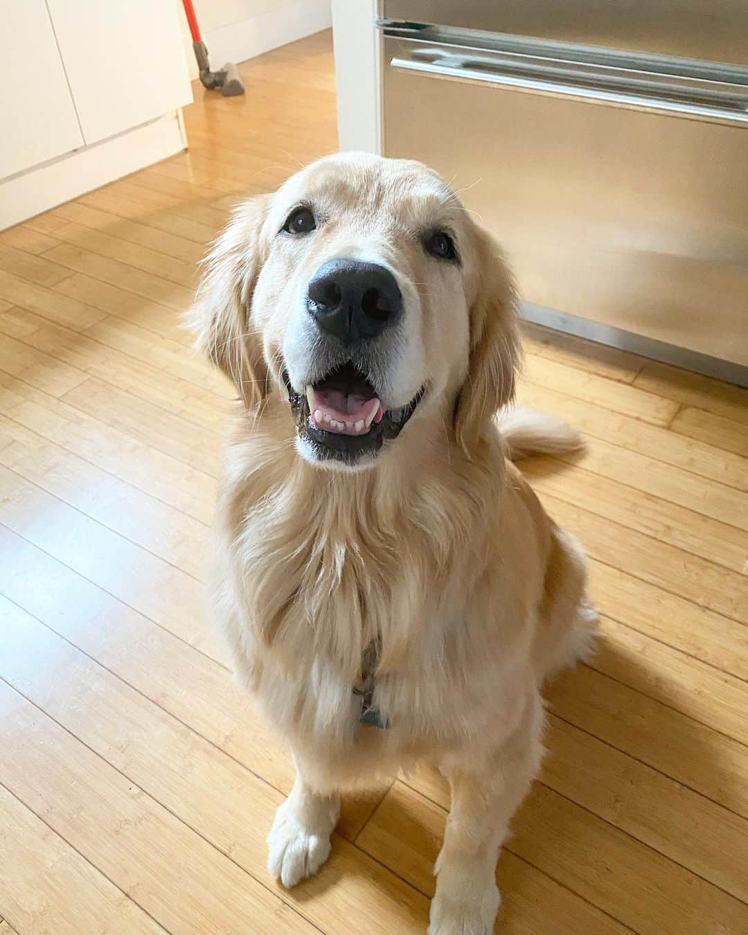 ショーン・オプリーのインスタグラム：「The ad @dyson needs」