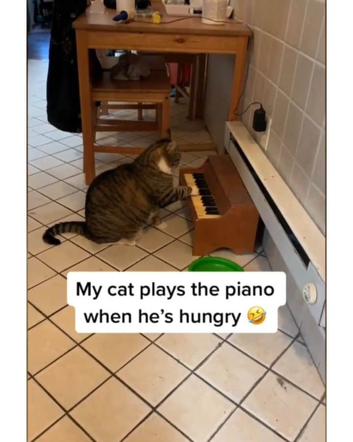 Pleasant Catsのインスタグラム：「He will turn his pain into art 😂  From dailymail - on tiktok  #pleasantcats」