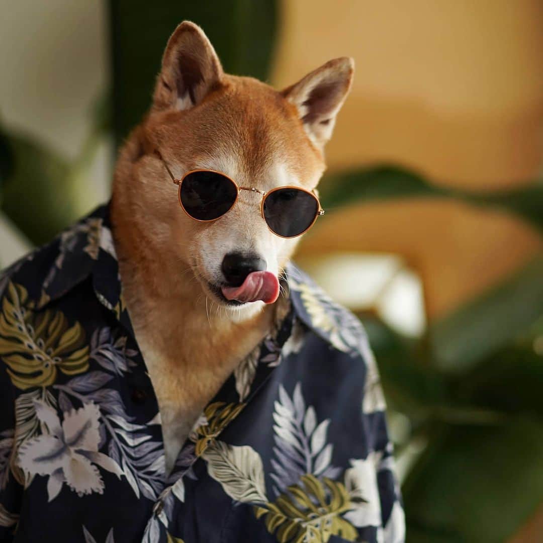 Menswear Dogさんのインスタグラム写真 - (Menswear DogInstagram)「Immaculate vibes for the weekend:  4 ways to style a Hawaiian Shirt edition 👌✨  1. Au Naturale: pair with a bold chain & pendant  2. Slim, sleek round sunglasses  3. Dadhat @grand_collection 4. Color coordinate your slim oval sunnies with your shirt   Vote 1,2,3 or 4 to enter into your custom vacation mode 🌴」8月15日 2時13分 - mensweardog