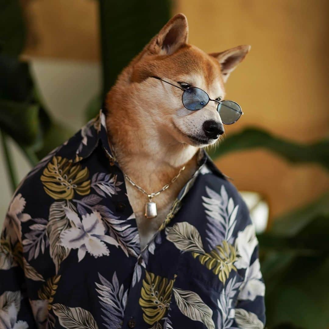 Menswear Dogさんのインスタグラム写真 - (Menswear DogInstagram)「Immaculate vibes for the weekend:  4 ways to style a Hawaiian Shirt edition 👌✨  1. Au Naturale: pair with a bold chain & pendant  2. Slim, sleek round sunglasses  3. Dadhat @grand_collection 4. Color coordinate your slim oval sunnies with your shirt   Vote 1,2,3 or 4 to enter into your custom vacation mode 🌴」8月15日 2時13分 - mensweardog