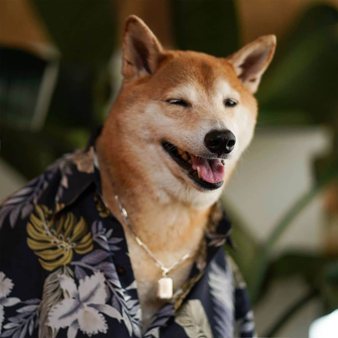 Menswear Dogのインスタグラム：「Immaculate vibes for the weekend:  4 ways to style a Hawaiian Shirt edition 👌✨  1. Au Naturale: pair with a bold chain & pendant  2. Slim, sleek round sunglasses  3. Dadhat @grand_collection 4. Color coordinate your slim oval sunnies with your shirt   Vote 1,2,3 or 4 to enter into your custom vacation mode 🌴」
