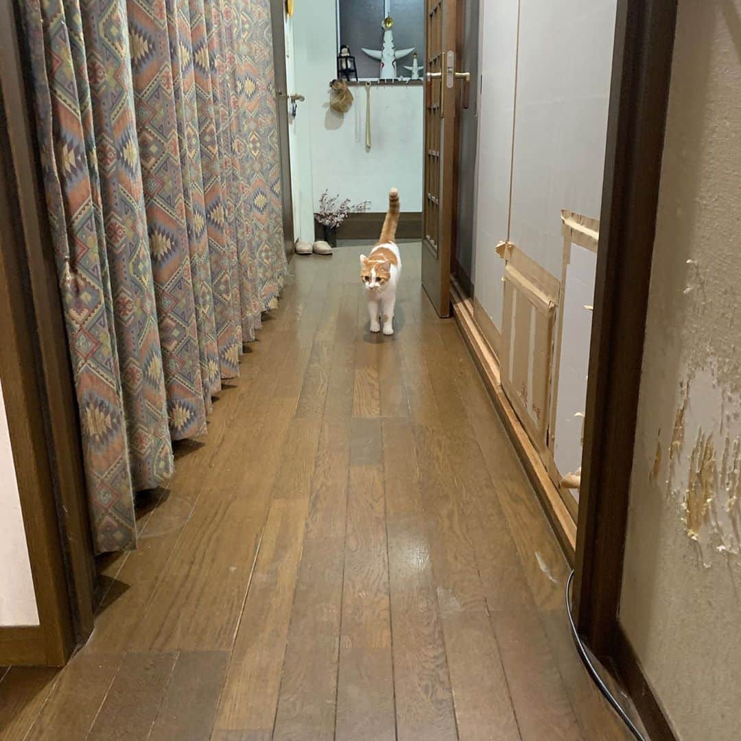 Kachimo Yoshimatsuさんのインスタグラム写真 - (Kachimo YoshimatsuInstagram)「おいなりちゃんが1階に降りて来たので呼ぶと、やって来た。 私の影でココアがごはん食べてて それに気づいて、一目散に逃げるおいなりちゃん。  #うちの猫ら #oinari #猫 #ねこ #cat #ネコ #catstagram #ネコ部 http://kachimo.exblog.jp」8月15日 2時25分 - kachimo