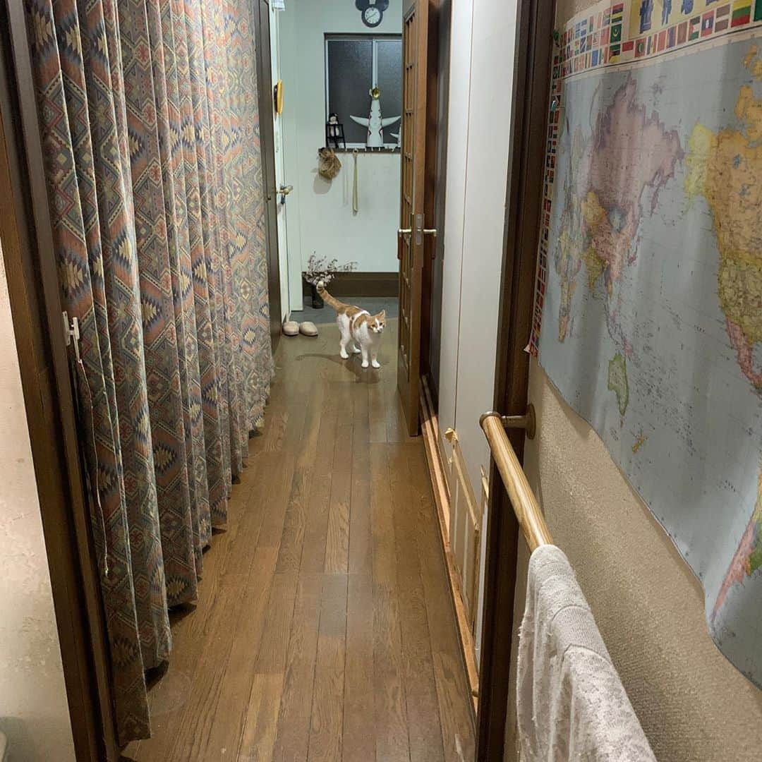 Kachimo Yoshimatsuさんのインスタグラム写真 - (Kachimo YoshimatsuInstagram)「おいなりちゃんが1階に降りて来たので呼ぶと、やって来た。 私の影でココアがごはん食べてて それに気づいて、一目散に逃げるおいなりちゃん。  #うちの猫ら #oinari #猫 #ねこ #cat #ネコ #catstagram #ネコ部 http://kachimo.exblog.jp」8月15日 2時25分 - kachimo