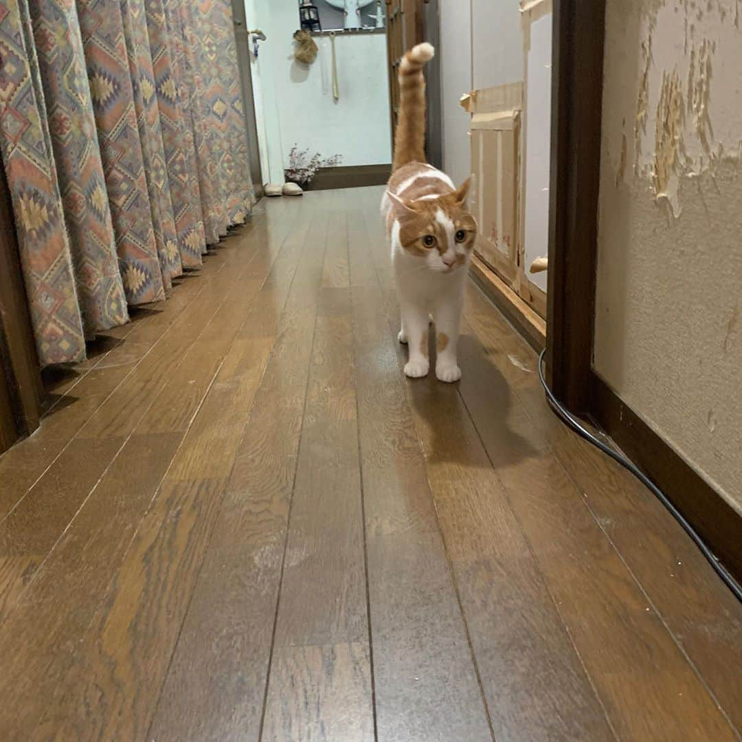 Kachimo Yoshimatsuさんのインスタグラム写真 - (Kachimo YoshimatsuInstagram)「おいなりちゃんが1階に降りて来たので呼ぶと、やって来た。 私の影でココアがごはん食べてて それに気づいて、一目散に逃げるおいなりちゃん。  #うちの猫ら #oinari #猫 #ねこ #cat #ネコ #catstagram #ネコ部 http://kachimo.exblog.jp」8月15日 2時25分 - kachimo