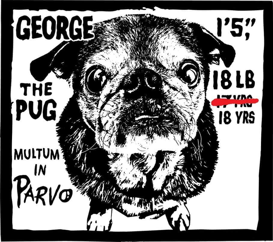 Shepard Faireyのインスタグラム：「Today is George’s 18th birthday! I posted a year ago on his 17th thinking it might be his last… but he made it another year! My wife Amanda and I had been married about a year when we decided in 2002 that we’d like to get a dog. I had just been in Philadelphia poster-bombing with my friend Ben Woodward, who brought along his dog Leroy, a one-eyed black Pug. Leroy was so affectionate, snorty, and funny, that I was set on a black Pug for our LA household. Amanda and I thought a dog would be a good companion and test for our future parenting skills.. you know, if we could keep a dog alive, maybe we could do the same for a human? We picked George up in Oct. 2002 and while we were getting tips from his human parents, they kept lecturing us about the dangers of the disease Parvo. They basically said “don’t take him to the park… he’ll get Parvo, don’t let him in the yard … he’ll get Parvo, don’t let him on the sidewalk… he’ll get Parvo!" It seemed so inevitable that George would get Parvo, that Amanda and I started calling him Parvo Boy as a nickname. More recently I saw the Latin phrase “Multum in Parvo” and discovered that it means “a lot in a small space or package!" Damn, that describes our little buddy George perfectly! Check out some art and pics of George’s charmed life. We are so grateful for our 18 years with you George!⁠  -Shepard and Amanda」