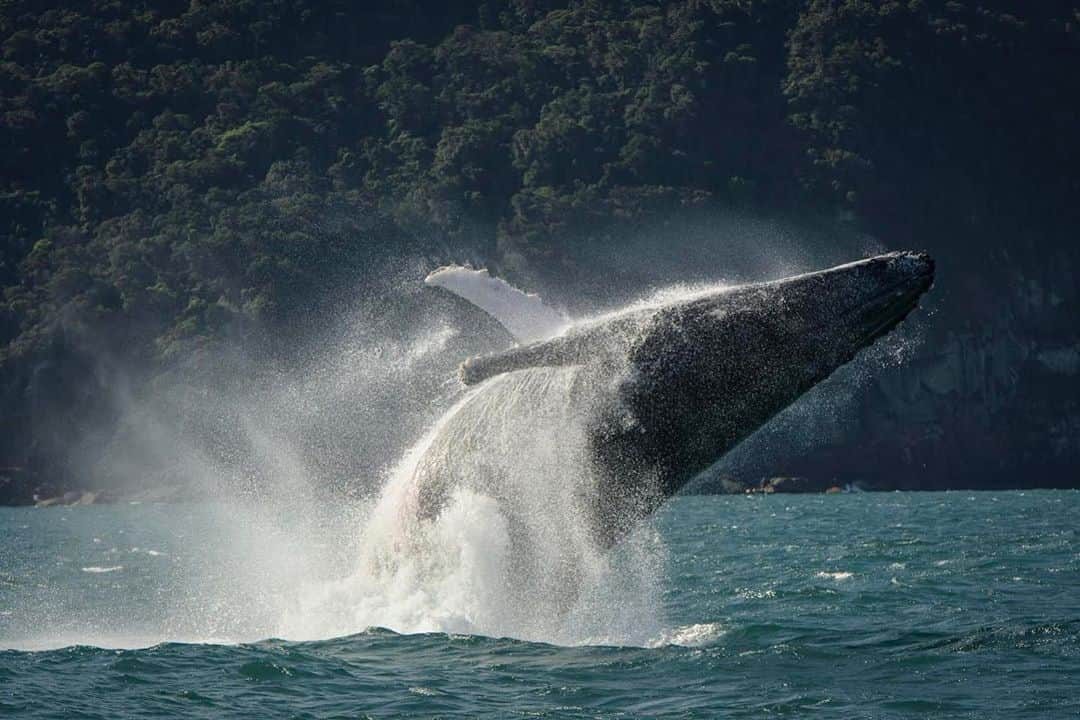 thephotosocietyさんのインスタグラム写真 - (thephotosocietyInstagram)「Photo by @lucianocandisani ( Luciano Candisani ) // Whale and tropical forest, Ilhabela, Brazil. Last week I sailed along the southern coast of my home island  motivated by information on sightings of cetaceans published by project Viva Verde Azul ( @vivaverdeazul ) that monitor the passage of marine mammals from an observation point on land. And around 2:00 p.m. I was accompanying two fast-moving humpbacks when one of them began to jump between my sailboat and the shore. It's always a huge thrill to meet the whales here at home. The @vivaverdeazul project and the @projetobaleiaavista have made an important contribution to the knowledge and protection of whales that visit Ilhabela during the winter.  @portalilhabela #baleias #ilhabela #junarte #candisani #licianocandisani #conservaçao #comservationphotography #marinephotography #oceano #mar #ocean #sea #whales #humpbackwhales @ilcp_photographers @natgeo @sealegacy #lucianocandisani#candisani #birds #ilhabela #aves #birds #atlanticforest」8月15日 2時56分 - thephotosociety